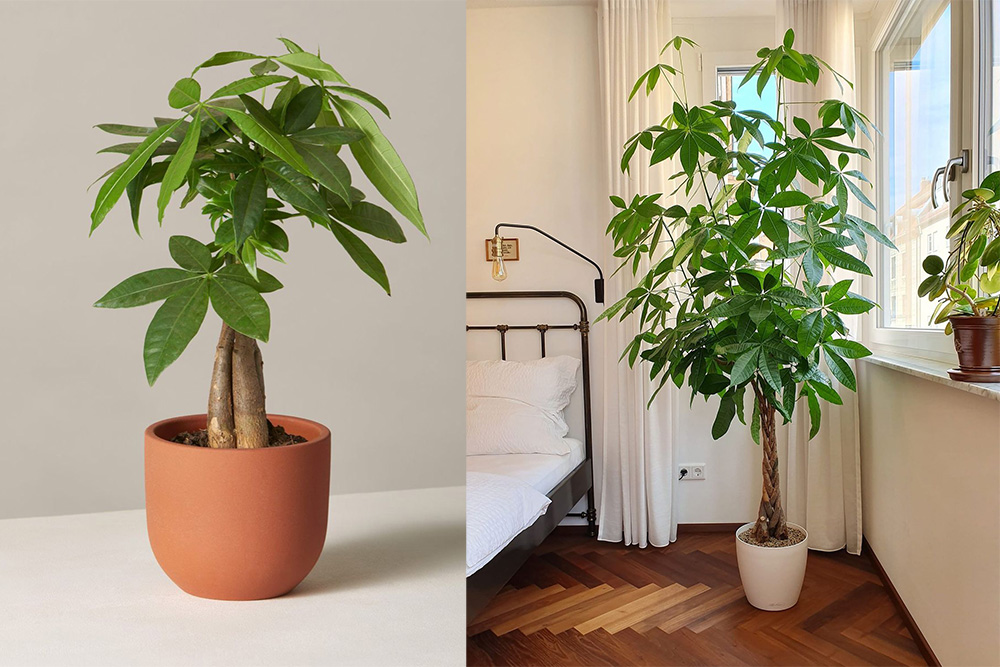 10 loại cây trồng trong nhà tốt nhất: Tái tạo năng lượng tích cực cho không gian sống