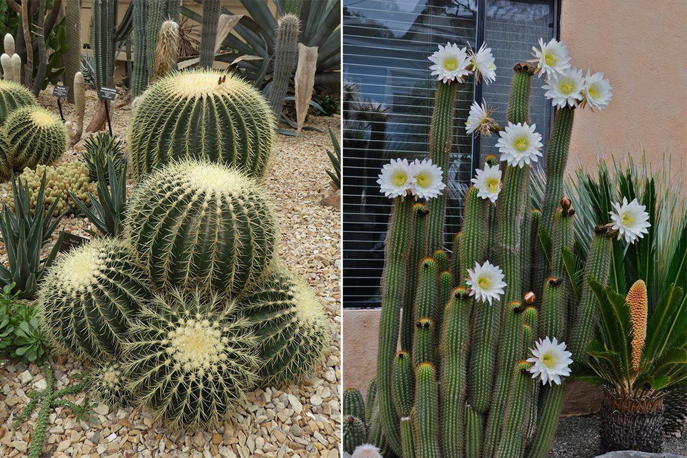 10 loại cây trồng trong nhà tốt nhất: Tái tạo năng lượng tích cực cho không gian sống