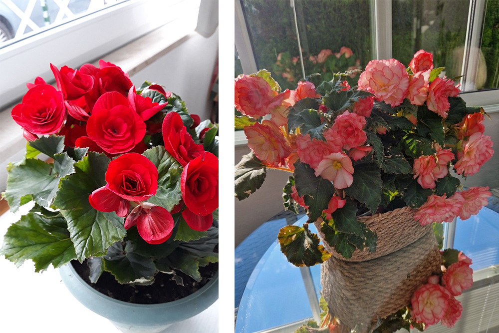 10 loại cây trồng trong nhà tốt nhất: Tái tạo năng lượng tích cực cho không gian sống